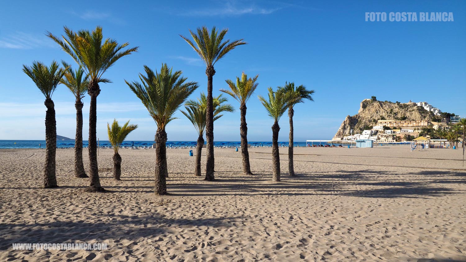 photo palm trees beach poniente benidorm cala hill images 